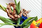 Boa constrictor (Salmon)
