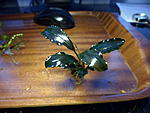 Bucephalandra sp. Aragon