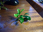 Bucephalandra sp. Brownie Phantom Green