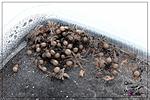 2018_03_08  II    Tapinauchenius violaceus