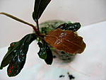 Bucephalandra sangria