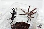 2018_01_03  Tapinauchenius violaceus