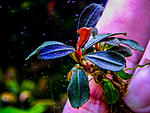 DSCF6441