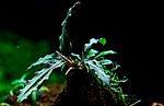 Bucephalandra sp. Supermini Catherinae, Central Borneo