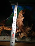 IMG 0922