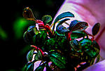 DSCF6481