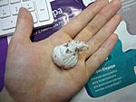  Orphnaecus philippinus