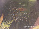 Apistogramma MacMasteri