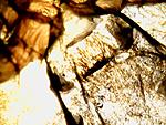 Holothele sanguiniceps (7 L)