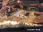 Apistogramma Baensha