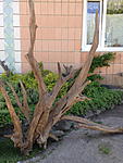 IMG 1119