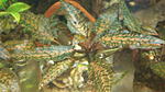    , Cryptocoryne nurii Rosen Maiden Bt.Perah