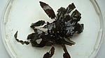 Cryptocoryne wendtii var. krauterii 
  