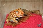    (Ceratophrys cranwelli)