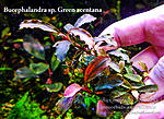 Green acentana
