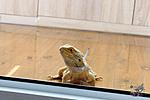    Hypomelanistic het translucent