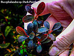 Dark Purple