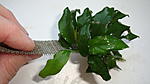 Anubias barteri var. nana Bonsai Long leaf