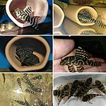IMG 20180331 183309