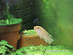 Apistogramma norberti (WF)