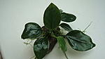 Anubias "Mini-Mini"