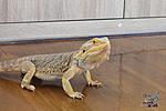    Hypomelanistic het translucent