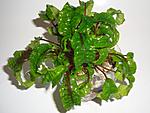   (Cryptocoryne Scurrilis)