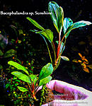 DSCF6598