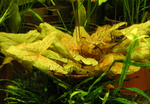 Nymphaea sp. Dwarf, Santarem