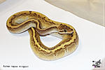 Python regius (Kingpin), , -25.03.2018