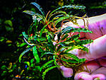 Fake Catherinae