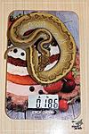 Python regius (Kingpin), , -25.03.2018