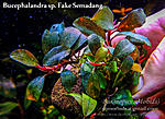 Fake Semadang