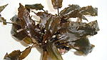 (Cryptocoryne beckettii "Petchii"