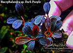 Dark Purple