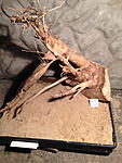 IMG 1042