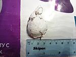  Orphnaecus philippinus