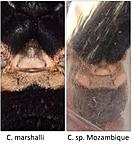 C. marshalli  C. sp. mozambique