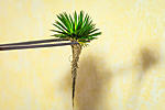 Eriocaulon 3