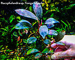 Nanga Sepauk