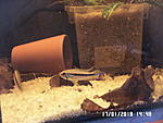 Apistogramma agassizii peru blue-form wild