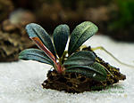 Bucephalandra sp. Phantom Red