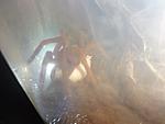 Orphnaecus philippinus   