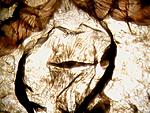 Hapalopus sp. columbia gross (6 L)