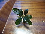 Bucephalandra sp. Super Blue 2 West Kalimantan