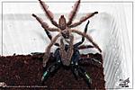 Tapinauchenius violaceus (3 )  11.03.2018