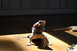   (Pogona vitticeps)