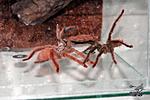Tapinauchenius gigas (7 )  03.01.2018