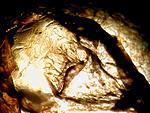 Hapalopus sp. columbia gross (7 L)