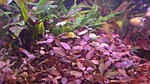   (Hygrophila Brown)